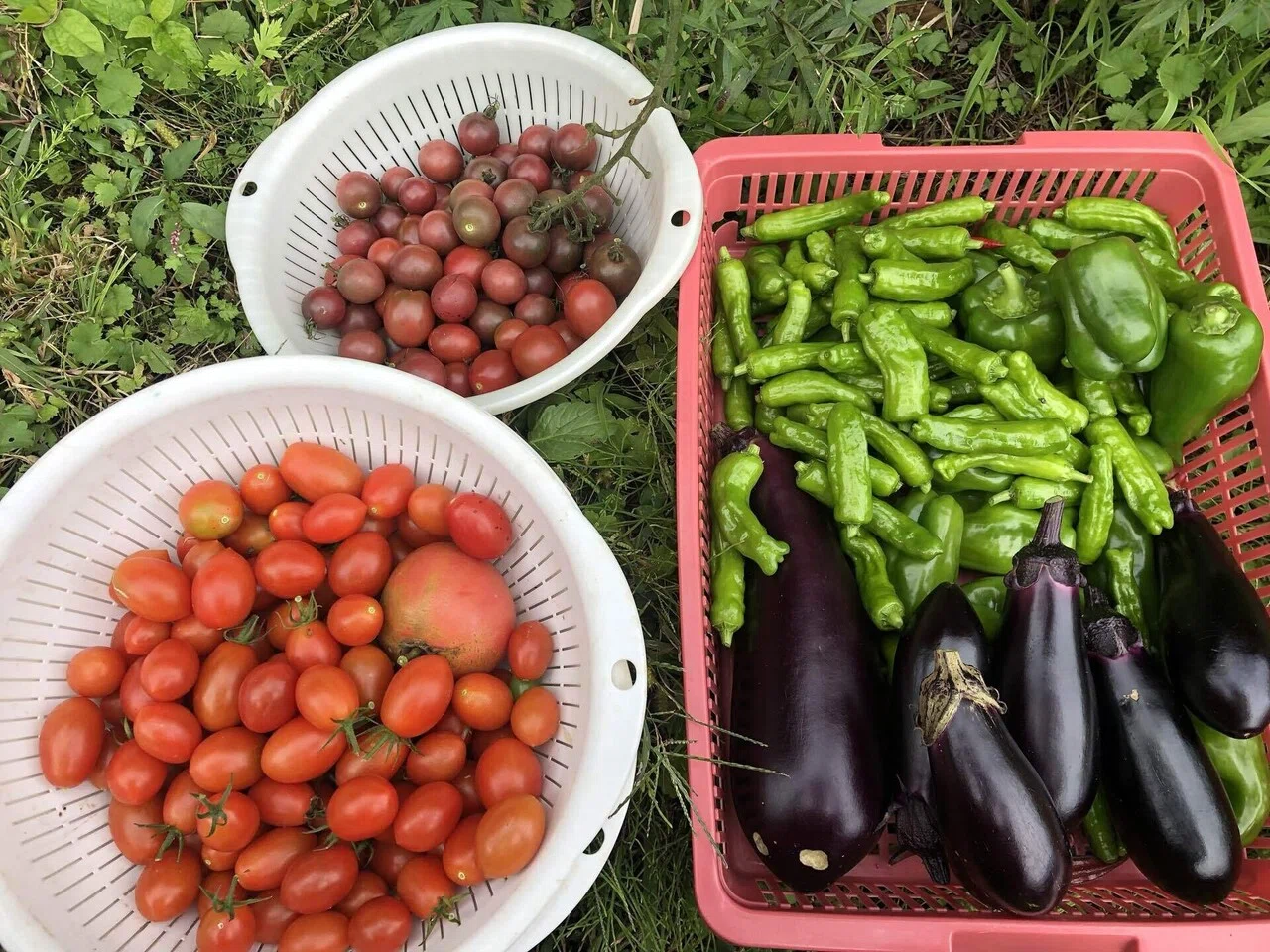 本日の収穫とニンニク施肥｜MUNA_FARM 無農薬自給自足
