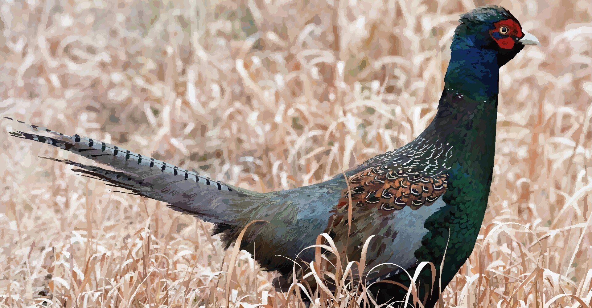 西直樹さま専用】キジの剥製 コウライキジ