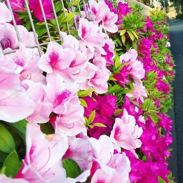 ツツジの蜜吸うの好きだった子この指とまれ の新着タグ記事一覧 Note つくる つながる とどける