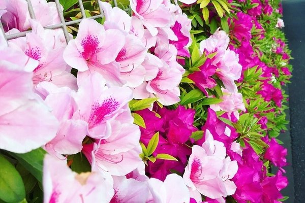 ツツジの蜜吸うの好きだった子この指とまれ の新着タグ記事一覧 Note つくる つながる とどける ツツジの蜜吸うの好きだった子この指とまれ の新着タグ記事一覧 Note つくる つながる とどける