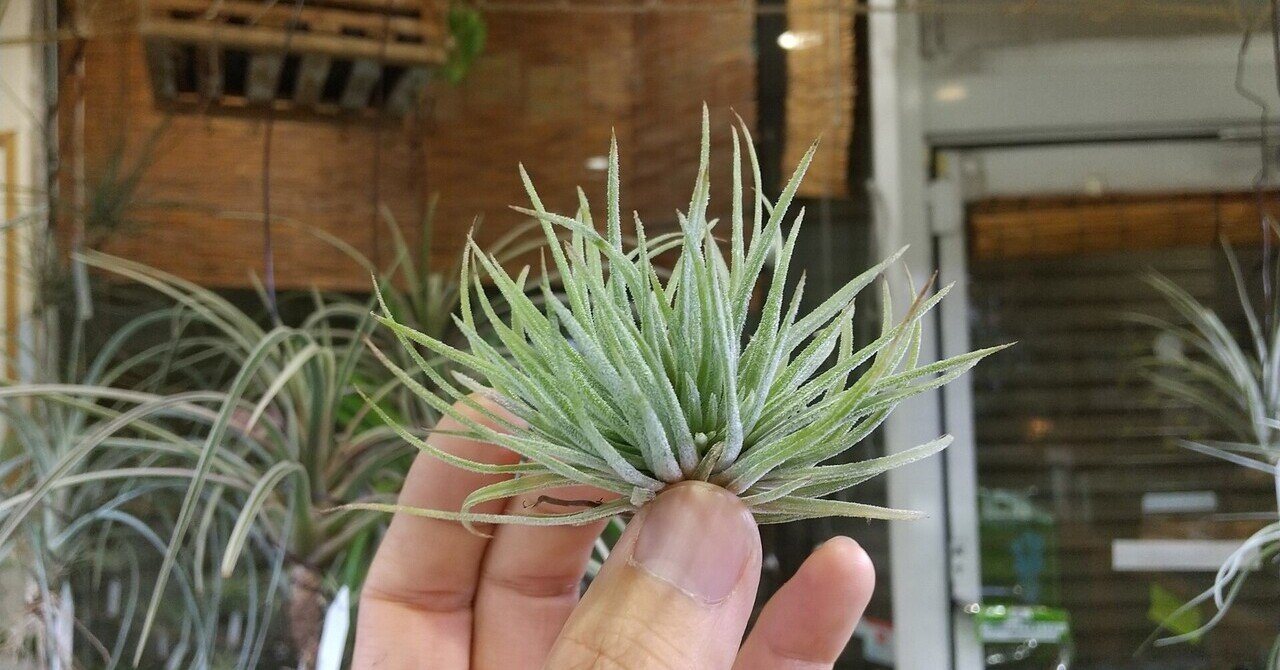 チランジア入荷リスト9/17|NatureGarden🌿神田 チランジア入荷リスト9/17|NatureGarden🌿神田