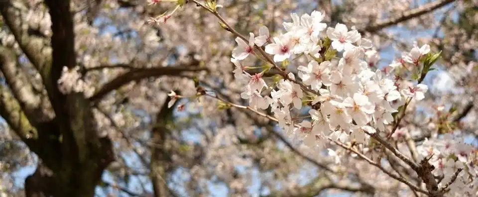 桜の花の落ちるスピード 秒速5センチメートル シュンティ Note