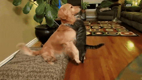 面白動物 Gif 動画 Shiomin Note