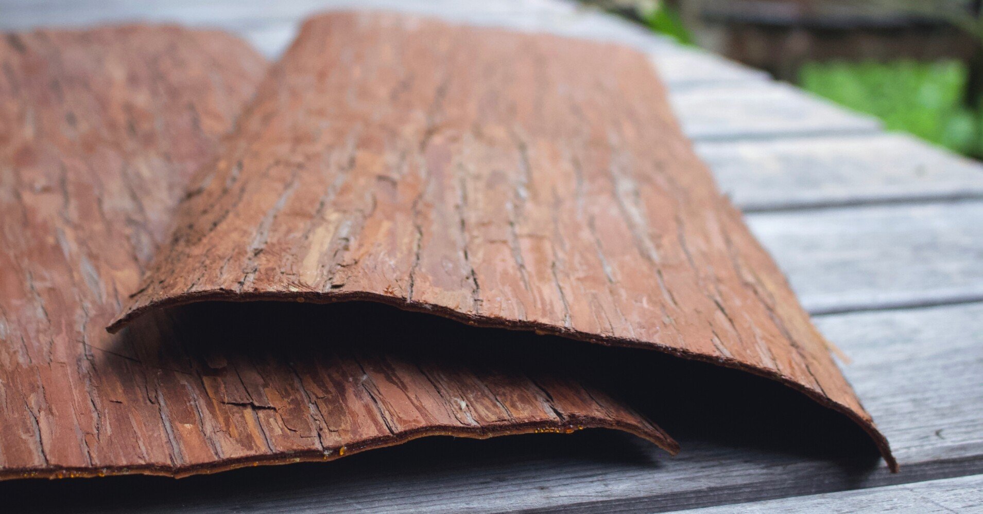 杉の皮でカゴ作り！ その1「 伐採と下処理前半ー杉の鬼皮削ぎ」｜山の