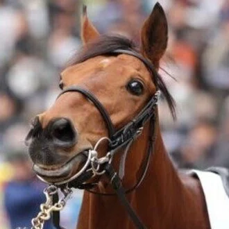 三毛猫アイルランド競馬予想家