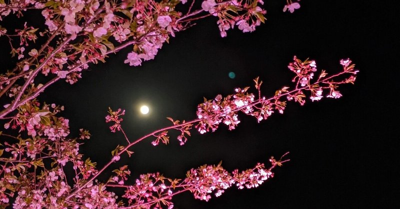 夜桜の下、永遠に今だけが続いてと願う夜　〜みとさん編⑤〜