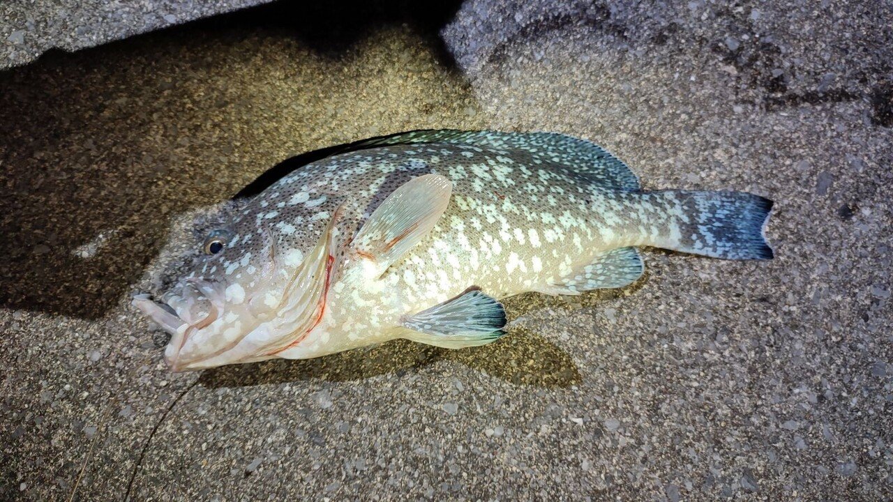 タカバーミーバイ ツチホゼリ をさばいて食べたよ 毎日note 38 伊藤 七日 Kindleエッセイ集 果報をさがして 沖縄移住記 Note タカバーミーバイ ツチホゼリ をさばいて食べたよ 毎日note 38 伊藤 七日 Kindleエッセイ集 果報をさがして 沖縄移住記 Note