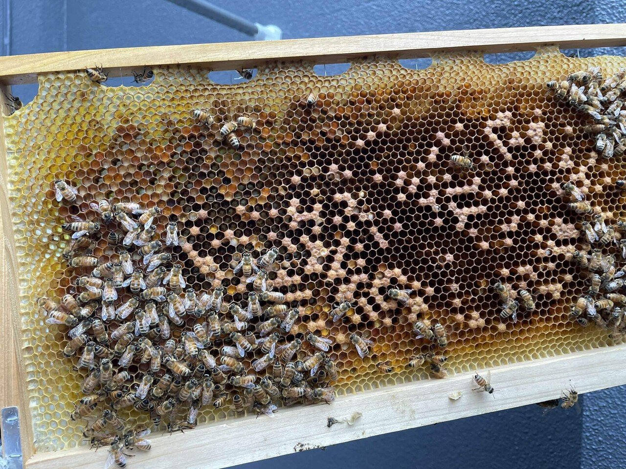 チモバールの雨をプロポリスの傘で防ぐの巻 内検24回目 養蜂生活164日目 Yabusan 3 Note チモバールの雨をプロポリスの傘で防ぐの巻 内検24回目 養蜂生活164日目 Yabusan 3 Note