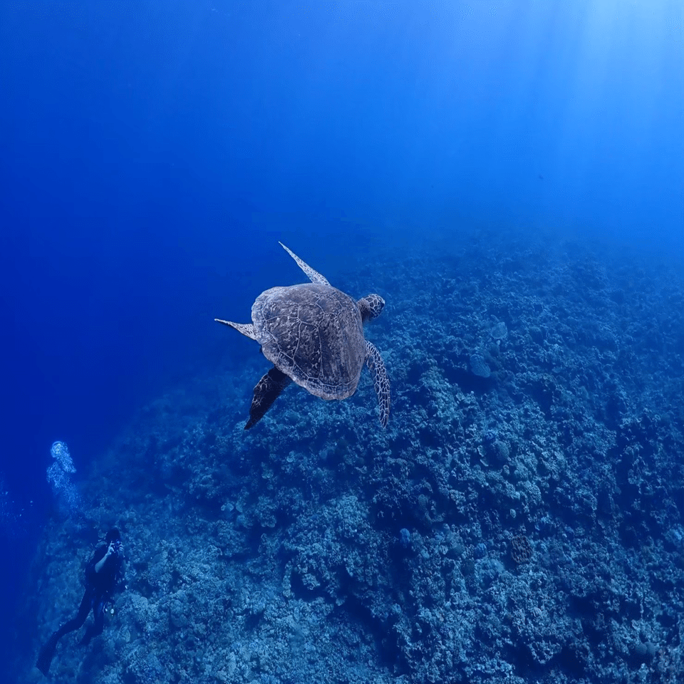 海ってなんで癒されるのだろう 調べてみたら理由がわかった 真木崇志 Note