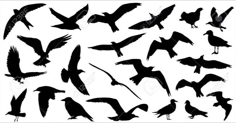 第995回 都会の謎の鳥｜翆野 大地