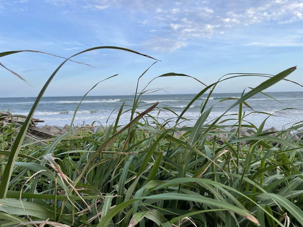 ちょっと近い海 愛知県豊橋市の海 ガジュマル Note ちょっと近い海 愛知県豊橋市の海 ガジュマル Note