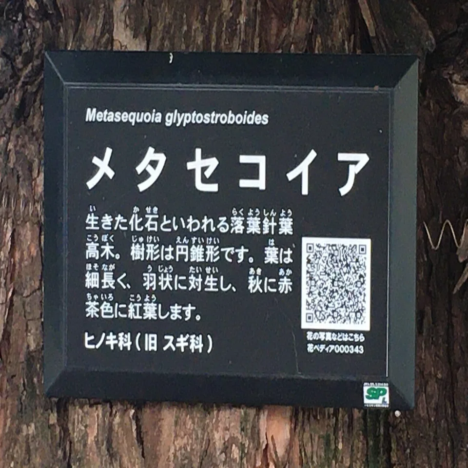 メタセコイア】（生きた化石と呼ばれた樹木）｜とらいふ武蔵野（特別 