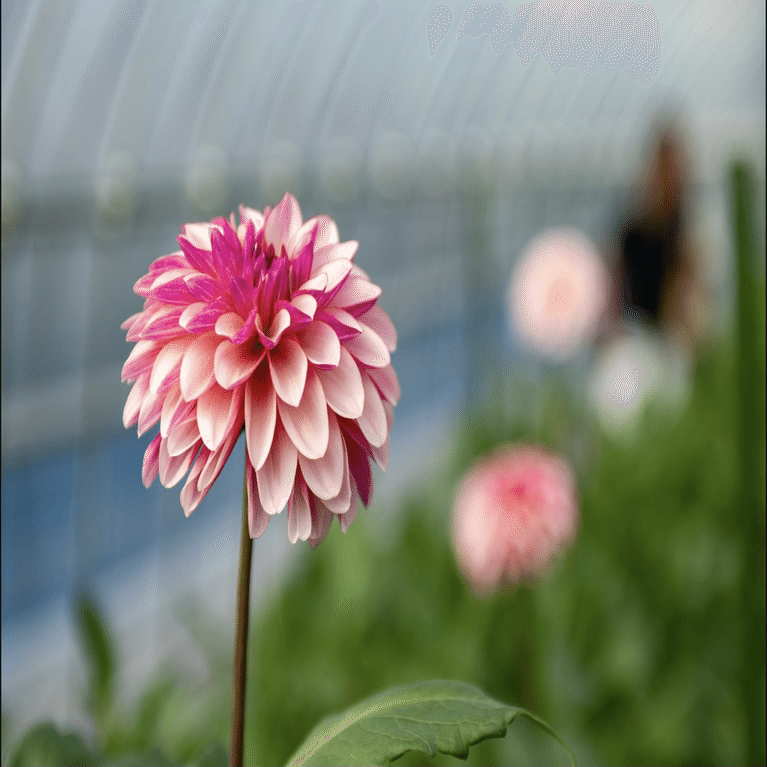 日本一NAMAHAGEダリア｜greenpiece