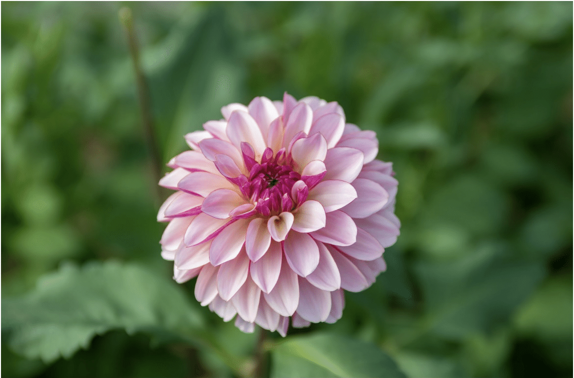 日本一NAMAHAGEダリア｜greenpiece