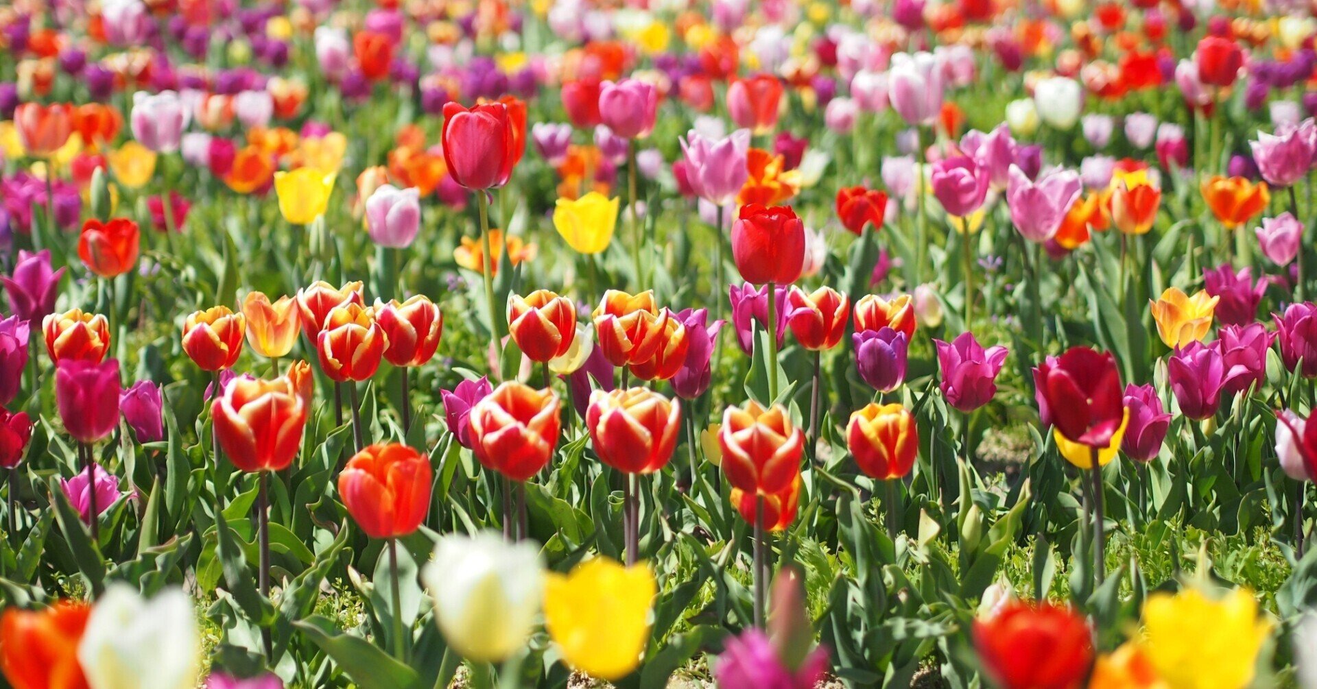 チェルシーフラワーショー21年をざっくりチェック 京都のお花屋さん Note