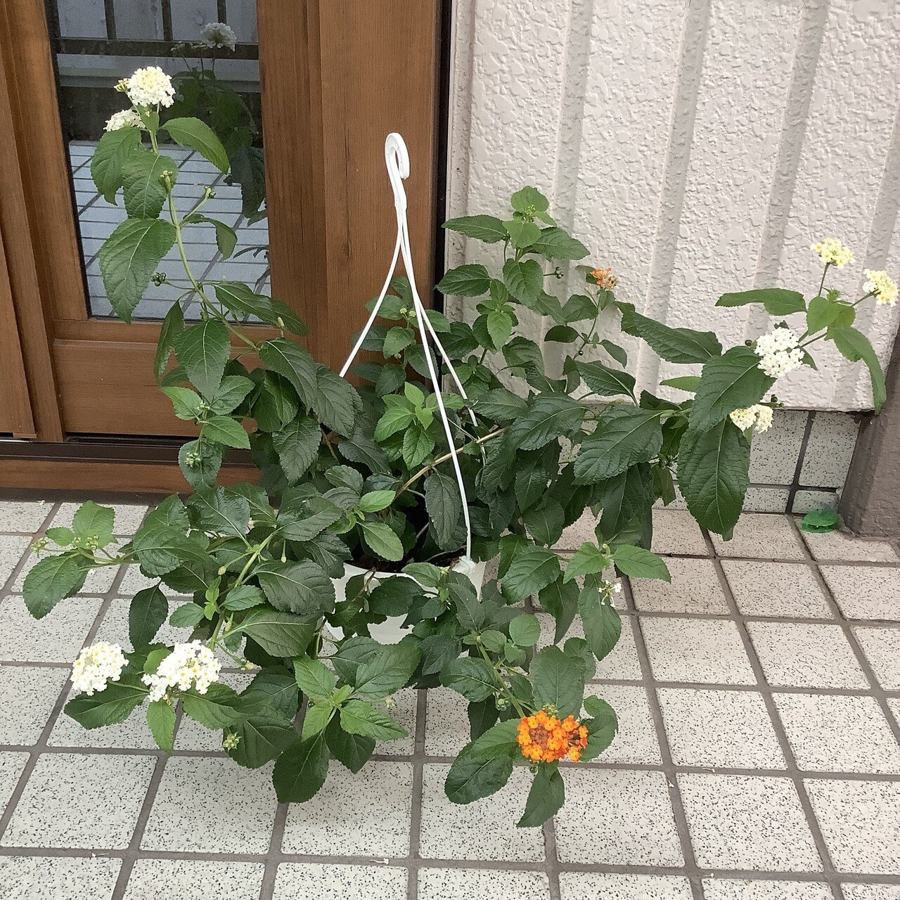 にじいろ万華鏡 ランタナの花が咲いたよ おりちゃ Note にじいろ万華鏡 ランタナの花が咲いたよ おりちゃ Note