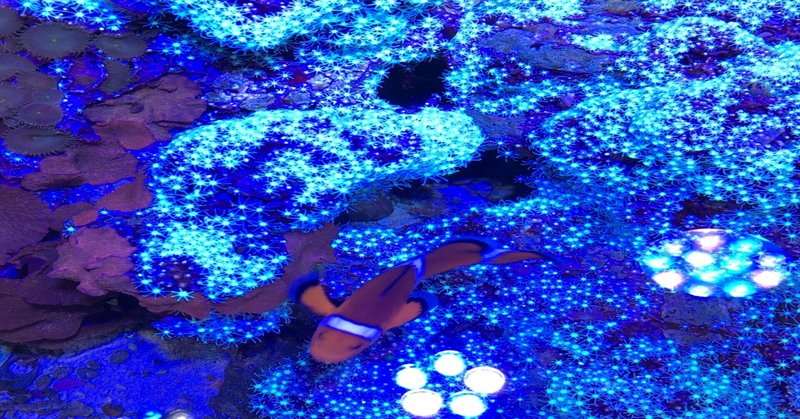 海水魚 の新着タグ記事一覧 Note つくる つながる とどける 海水魚 の新着タグ記事一覧 Note つくる つながる とどける