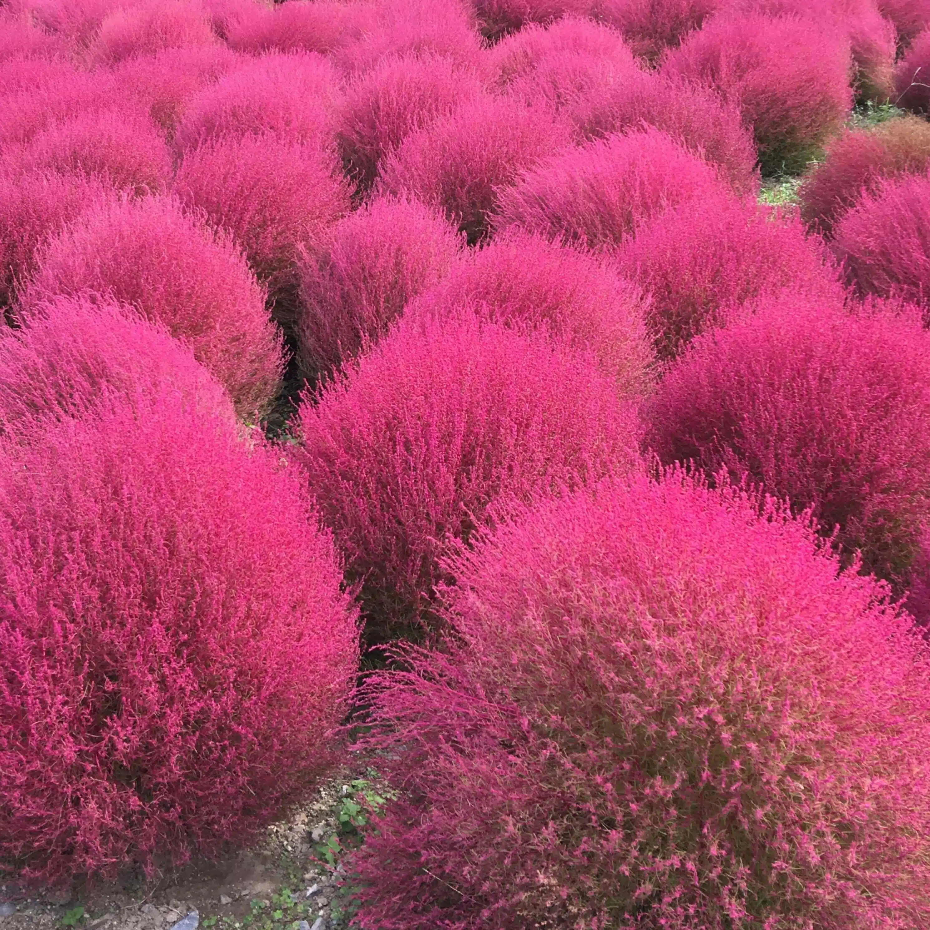 ぱるての🌼日常や暮らしの雑感記録