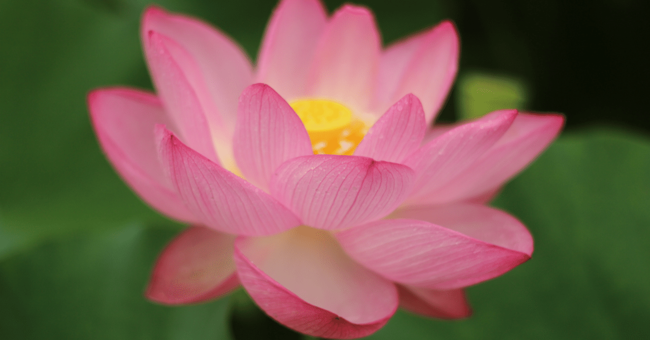 Lisaの 紅蓮華 に仏教を感じた がじゅまる Note