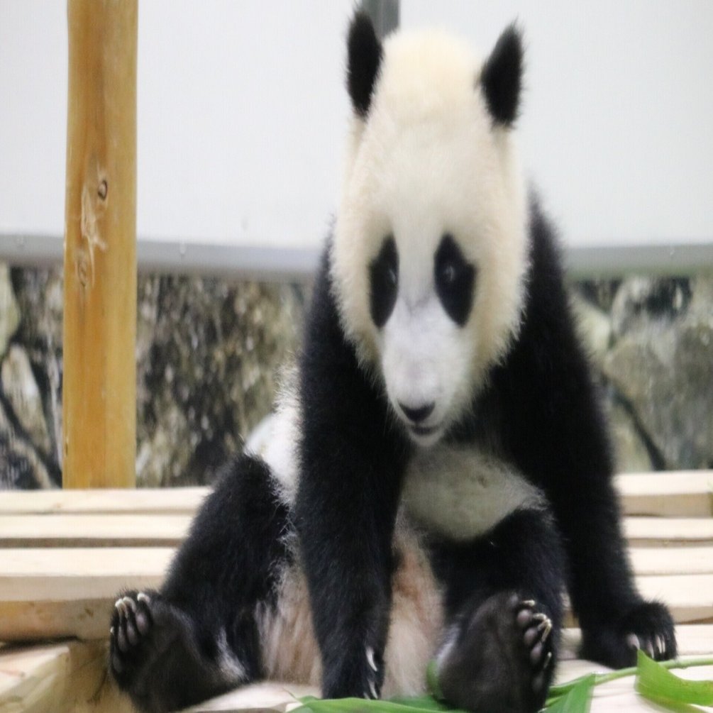 楓浜プライベートツアー 後編 二木繁美 パンダライター イラストレーター Note