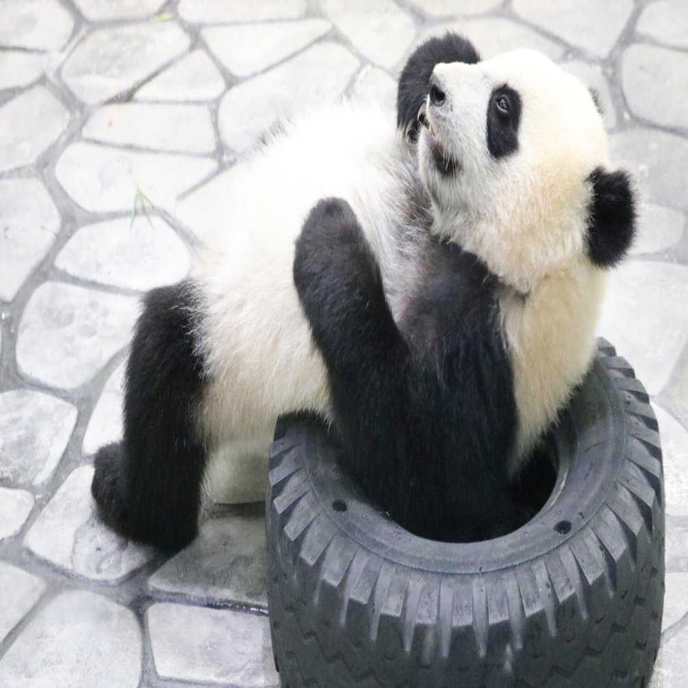 彩浜プロデュース 楓浜プライベートツアー 前編 二木繁美 パンダライター イラストレーター Note