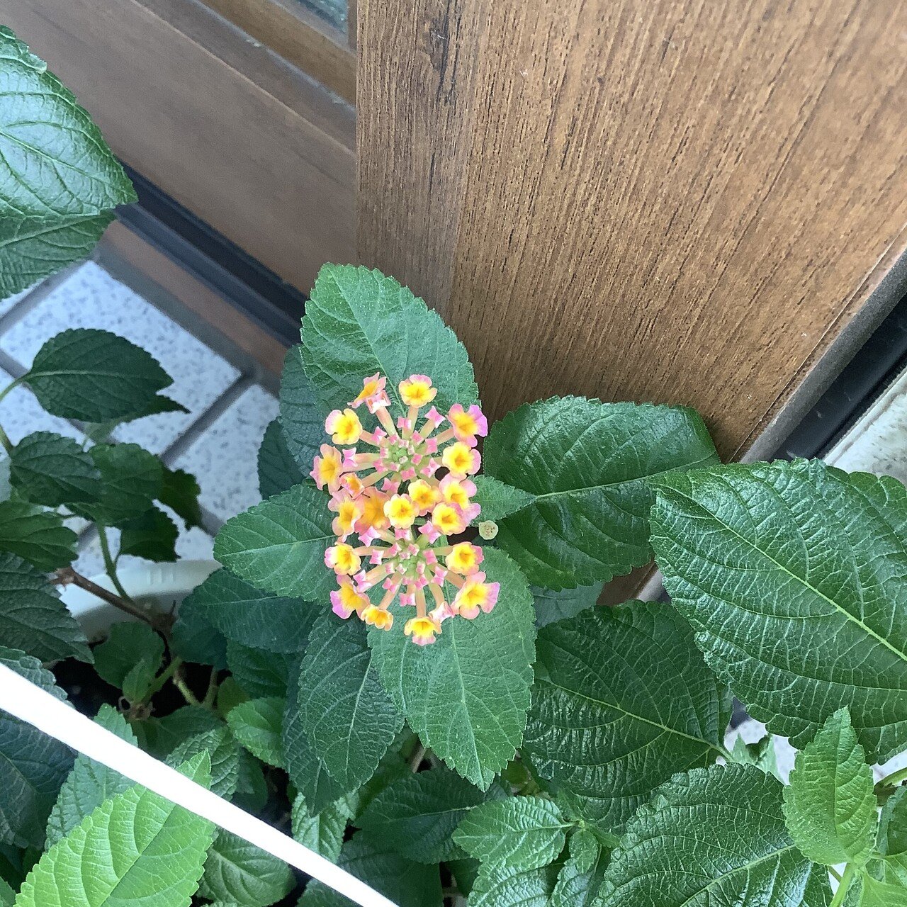 にじいろ万華鏡 ランタナの花が咲いたよ おりちゃ Note にじいろ万華鏡 ランタナの花が咲いたよ おりちゃ Note