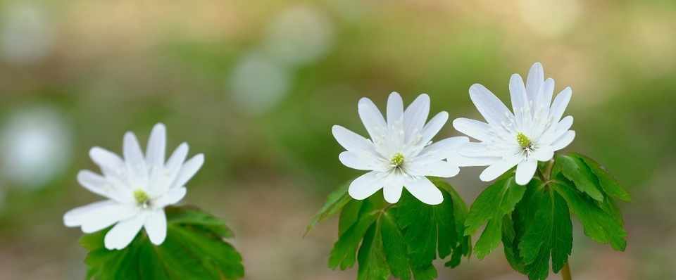春の山野草 アズマイチゲです Hhaannaaiihh Note