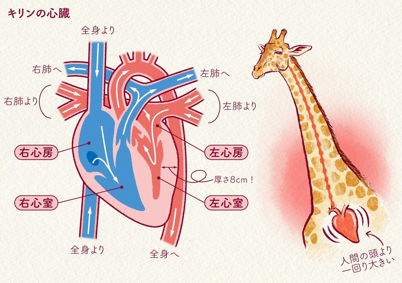 形 を知ると 身体のしくみと進化が見えてくる キリンと人間 どこが違う 超高血圧 キリンの心臓の仕組み 郡司芽久 本がひらく