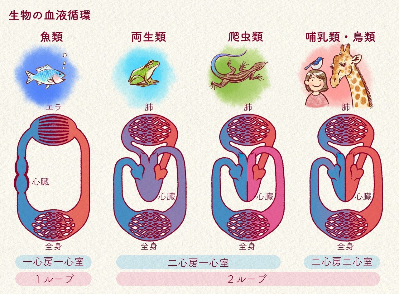 形 を知ると 身体のしくみと進化が見えてくる キリンと人間 どこが違う 超高血圧 キリンの心臓の仕組み 郡司芽久 本がひらく