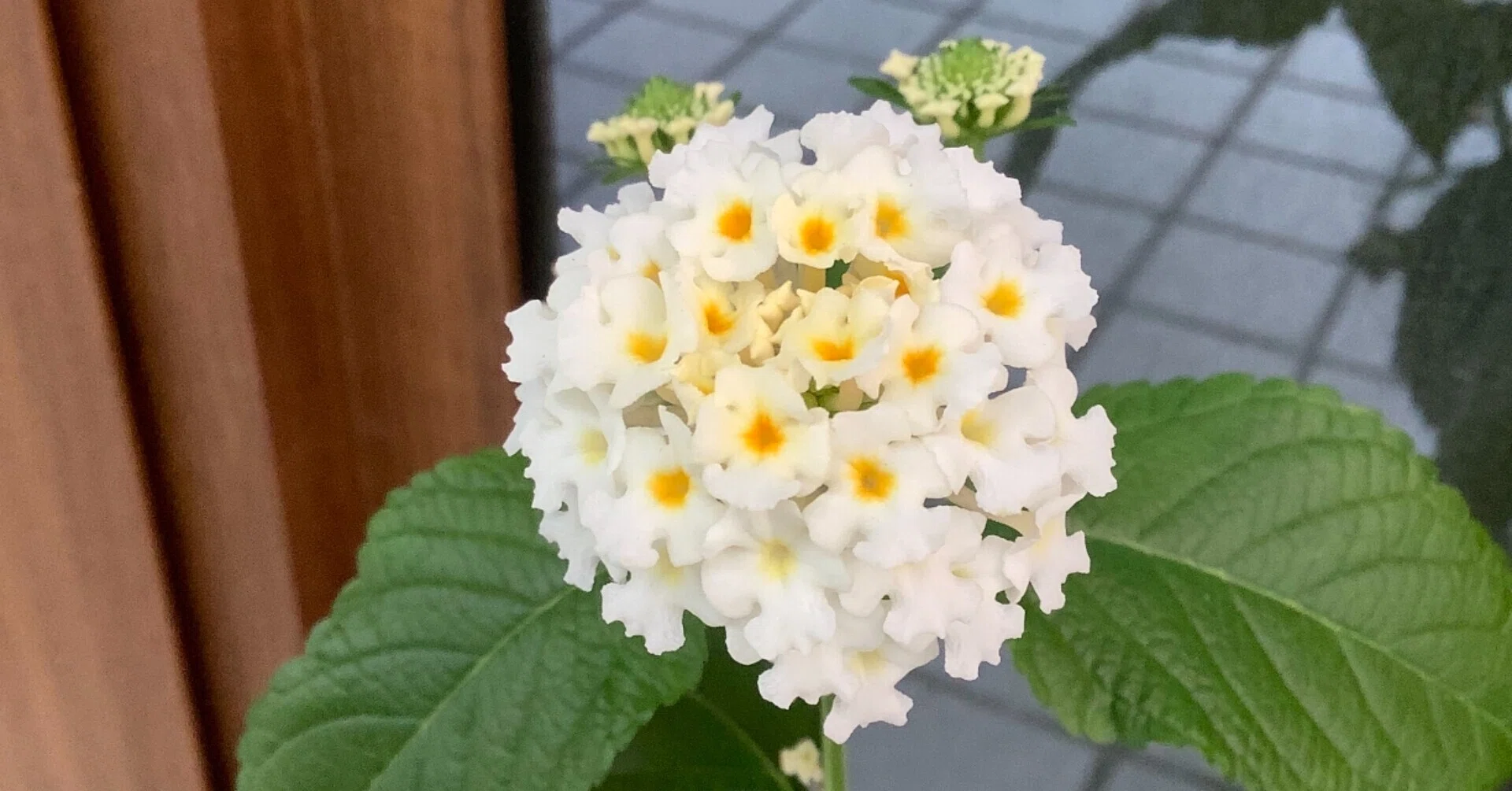 にじいろ万華鏡。ランタナの花が咲いたよ｜おりちゃ