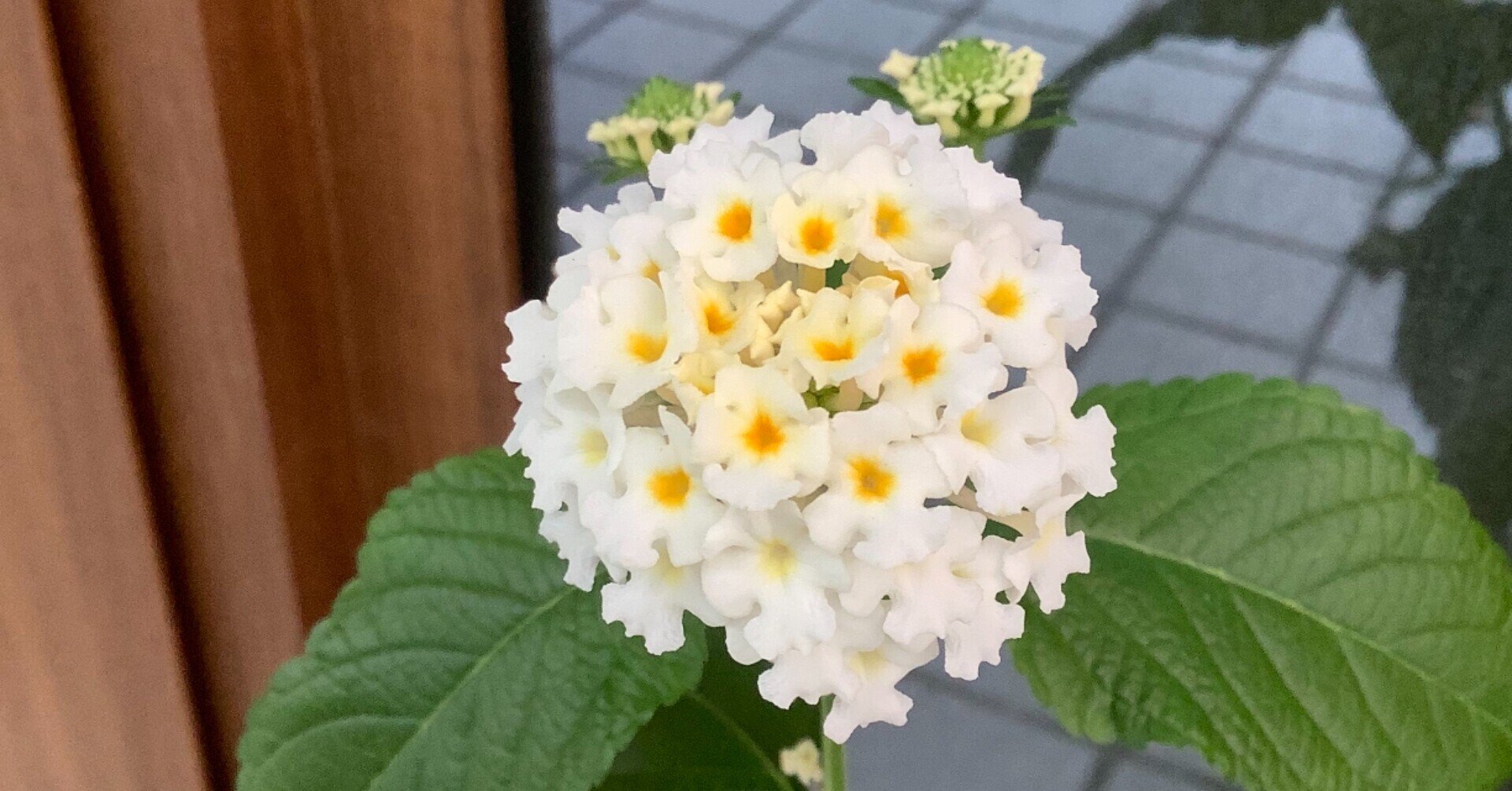 にじいろ万華鏡 ランタナの花が咲いたよ おりちゃ Note にじいろ万華鏡 ランタナの花が咲いたよ おりちゃ Note