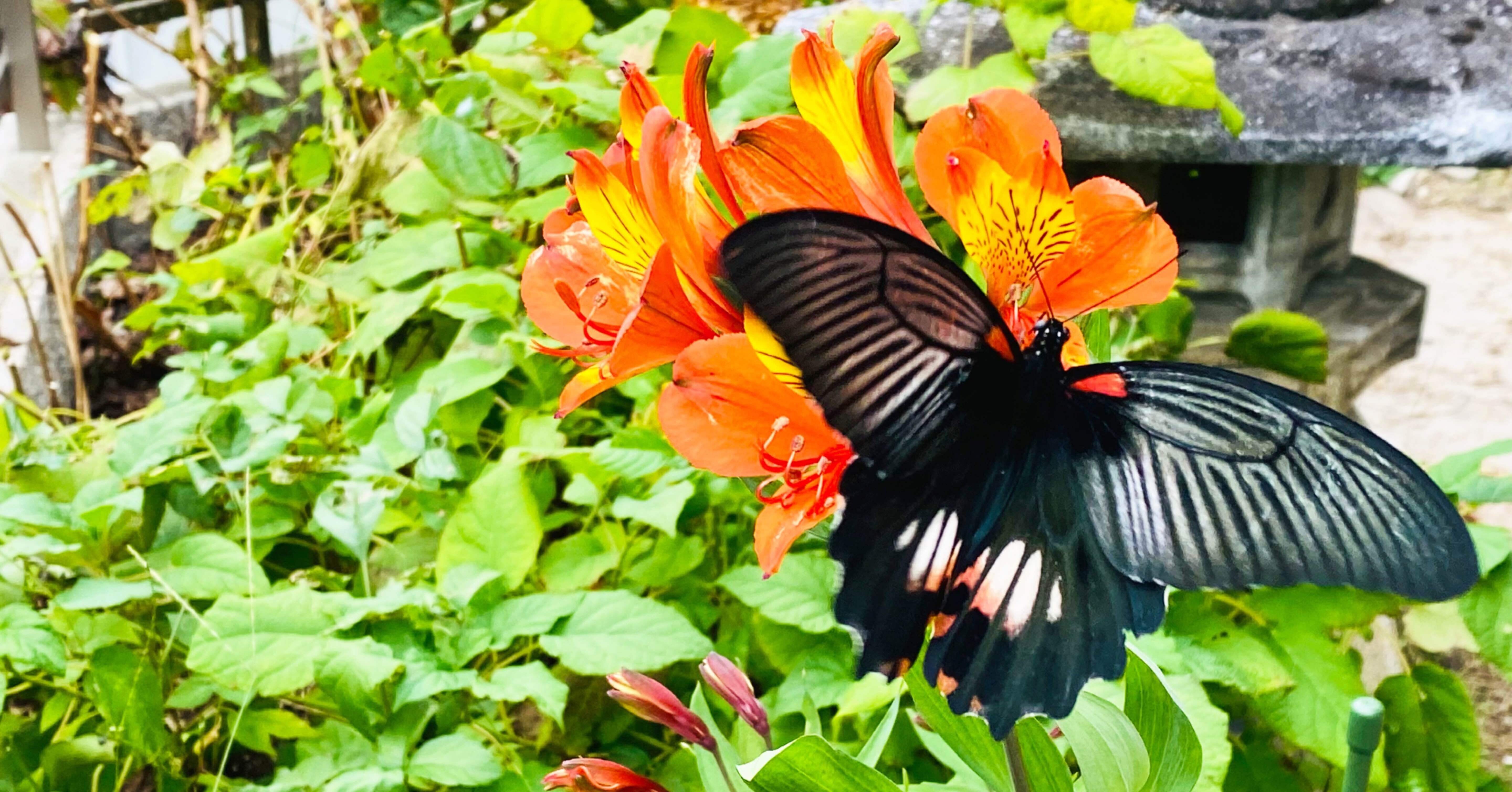 蝶が教えてくれた飛び立ちの時｜demachiakemi