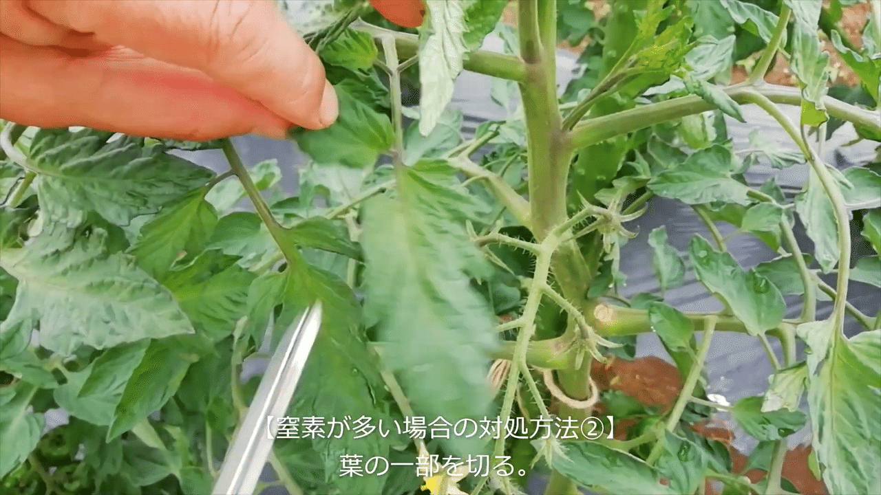 トマト 窒素過多の対処方法についてご紹介 井上寅雄農園 井上隆太朗 Note トマト 窒素過多の対処方法についてご紹介 井上寅雄農園 井上隆太朗 Note