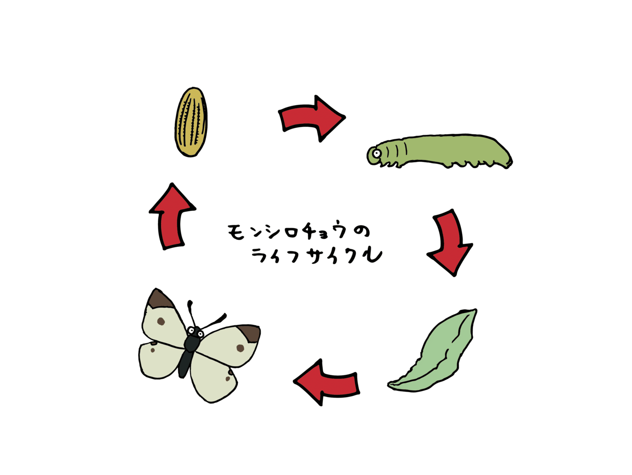 大人向け 蝶の飼育 観察のポイント 浜松科学館 みらいーら 大人向け 蝶の飼育 観察のポイント 浜松科学館 みらいーら