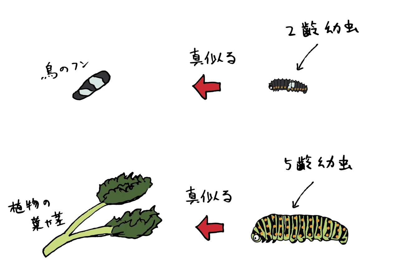 大人向け 蝶の飼育 観察のポイント 浜松科学館 みらいーら 大人向け 蝶の飼育 観察のポイント 浜松科学館 みらいーら
