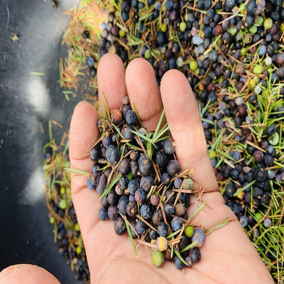 ジュニパーベリー収穫体験 マケドニア共和国にて Bar Benfiddich 鹿山博康 Note