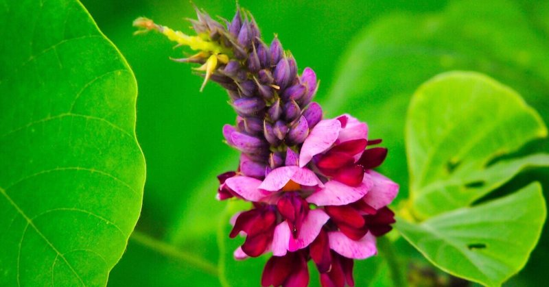 葛の効能 の新着タグ記事一覧 Note つくる つながる とどける