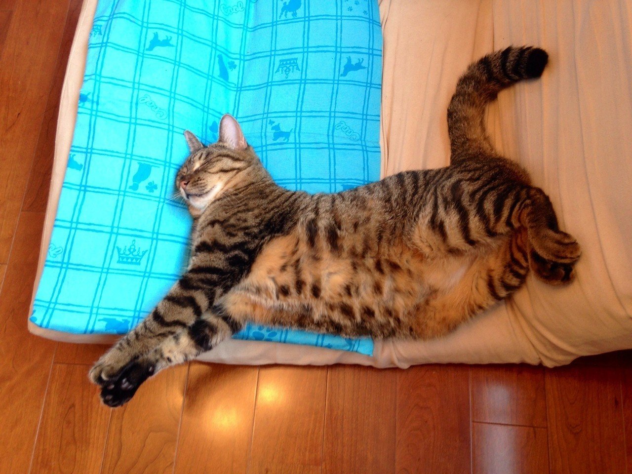 空飛ぶ猫 玉山珠子 Note