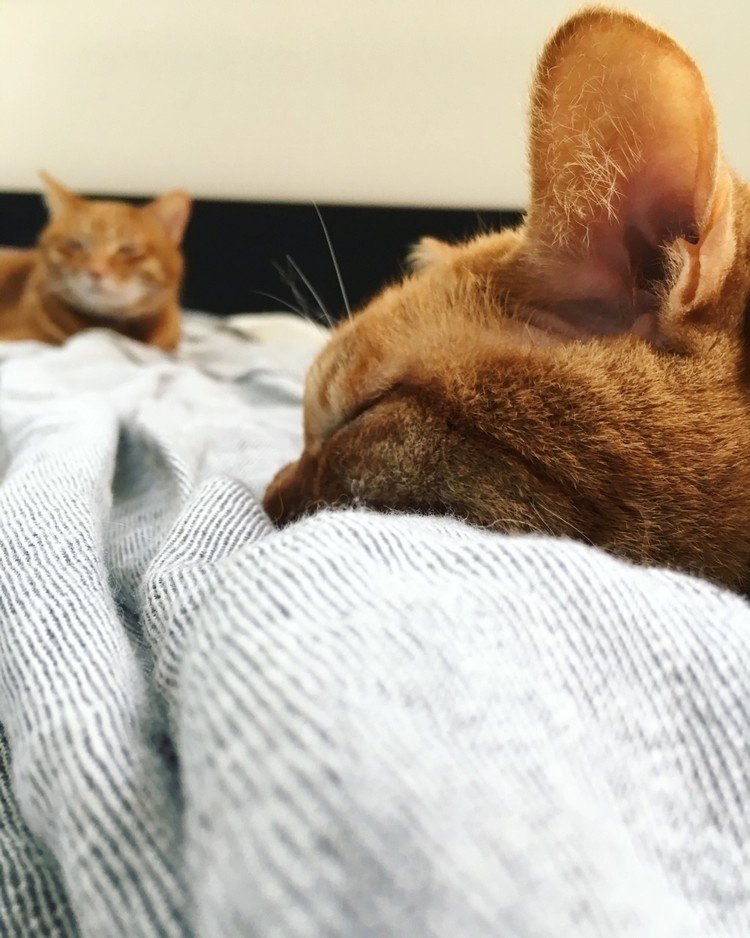 確かにポカポカ陽気ですが、猫兄弟はいつも通りしっかりお昼寝を遂行しております。