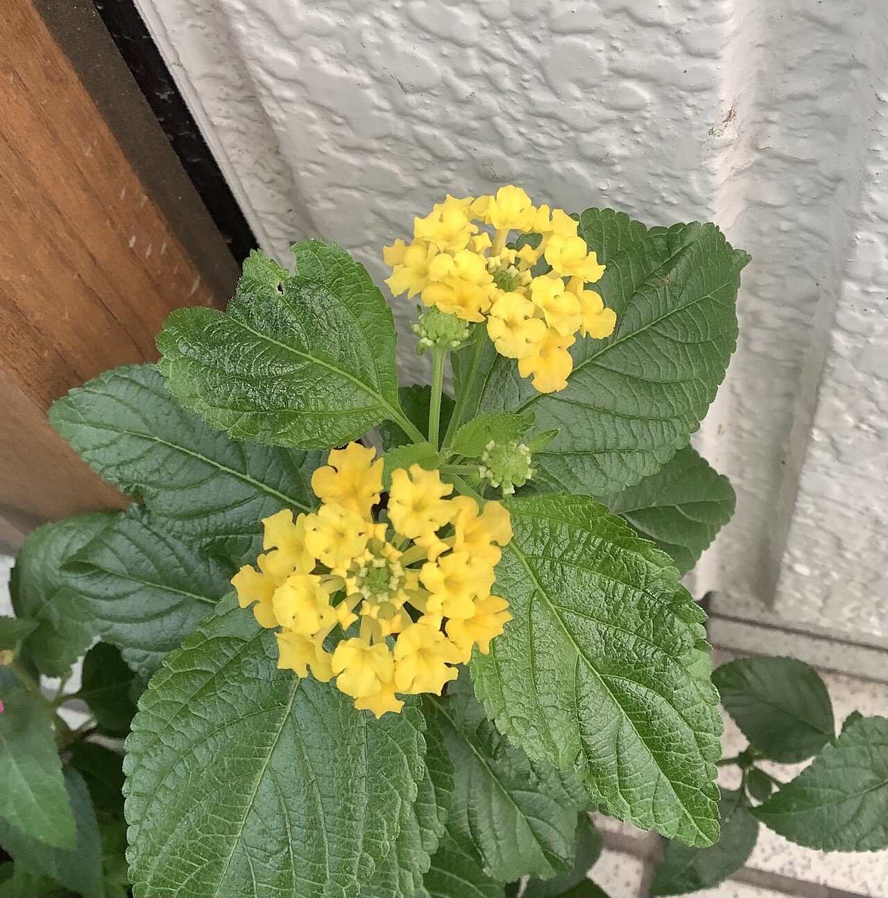 にじいろ万華鏡 ランタナの花が咲いたよ おりちゃ Note にじいろ万華鏡 ランタナの花が咲いたよ おりちゃ Note