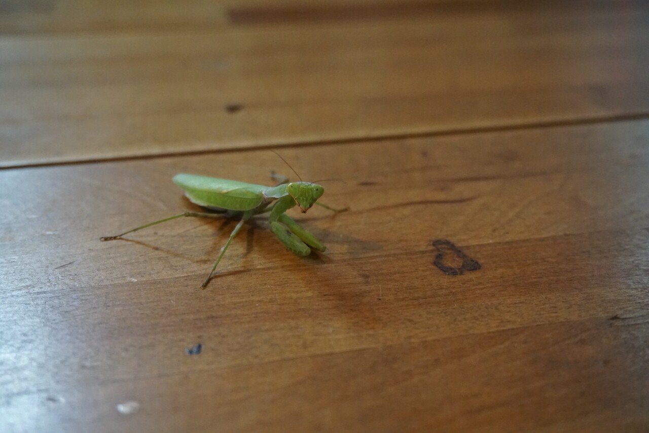 いきものって おもしろい Whole Earth Journal Note いきものって おもしろい Whole Earth Journal Note