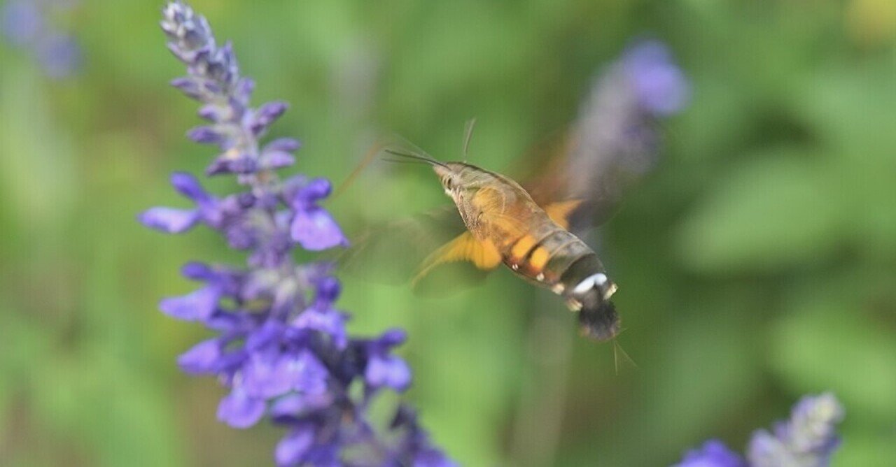 ホシホウジャクの写真 Yohaku Photo Note ホシホウジャクの写真 Yohaku Photo Note