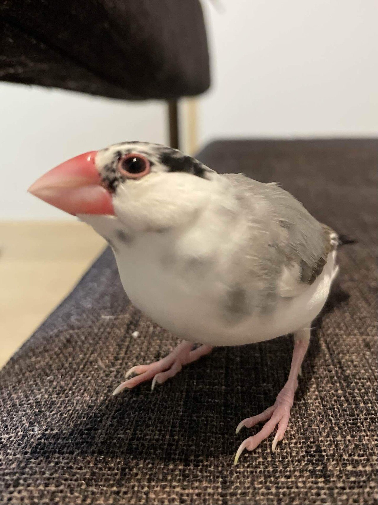 我が家の鳥ちゃんズ｜のりこ▶︎ NRKparty⭐︎ & THE PSYCHO'S