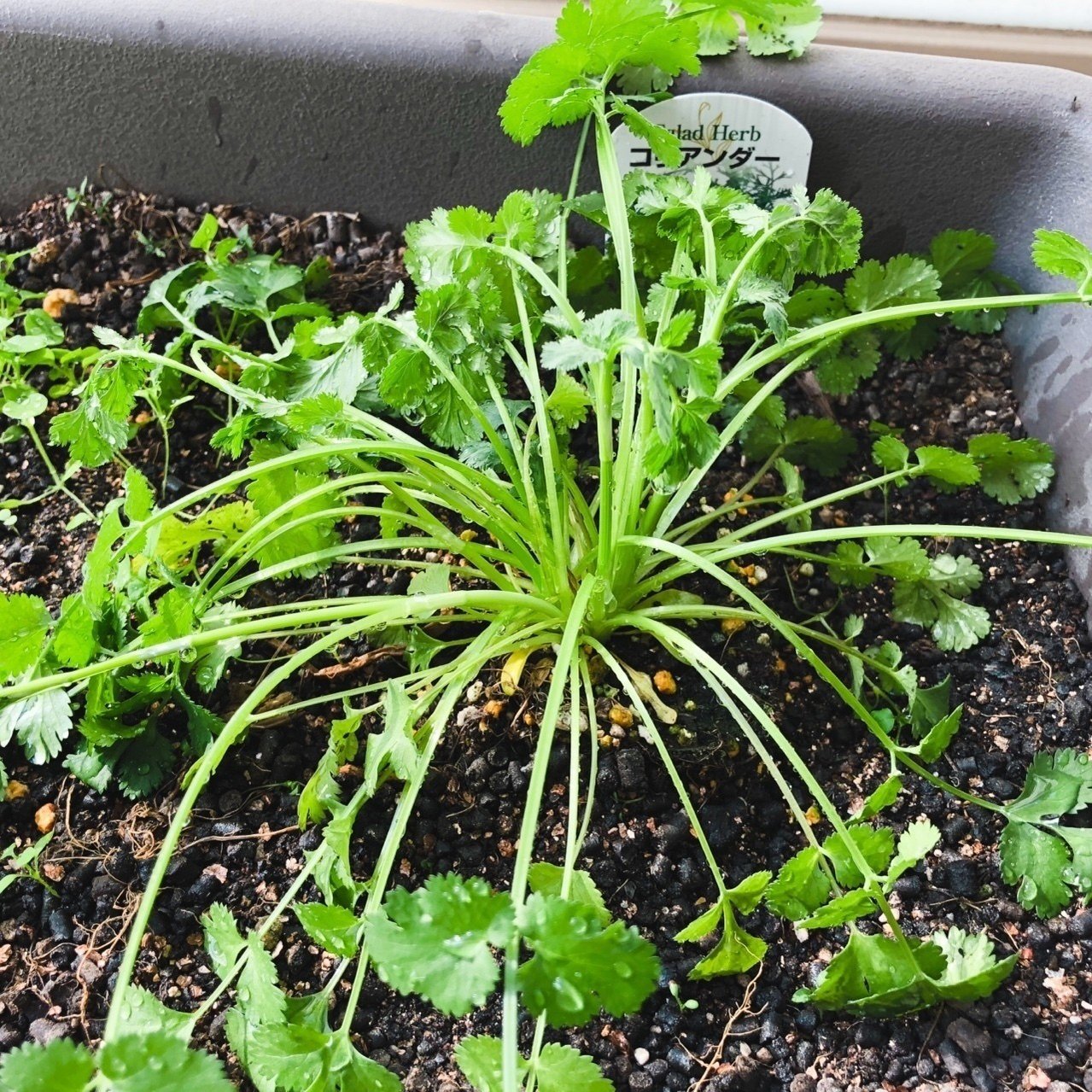 しおれてしまったパクチーを回復させてこ Kakkunpakkun Kp Note