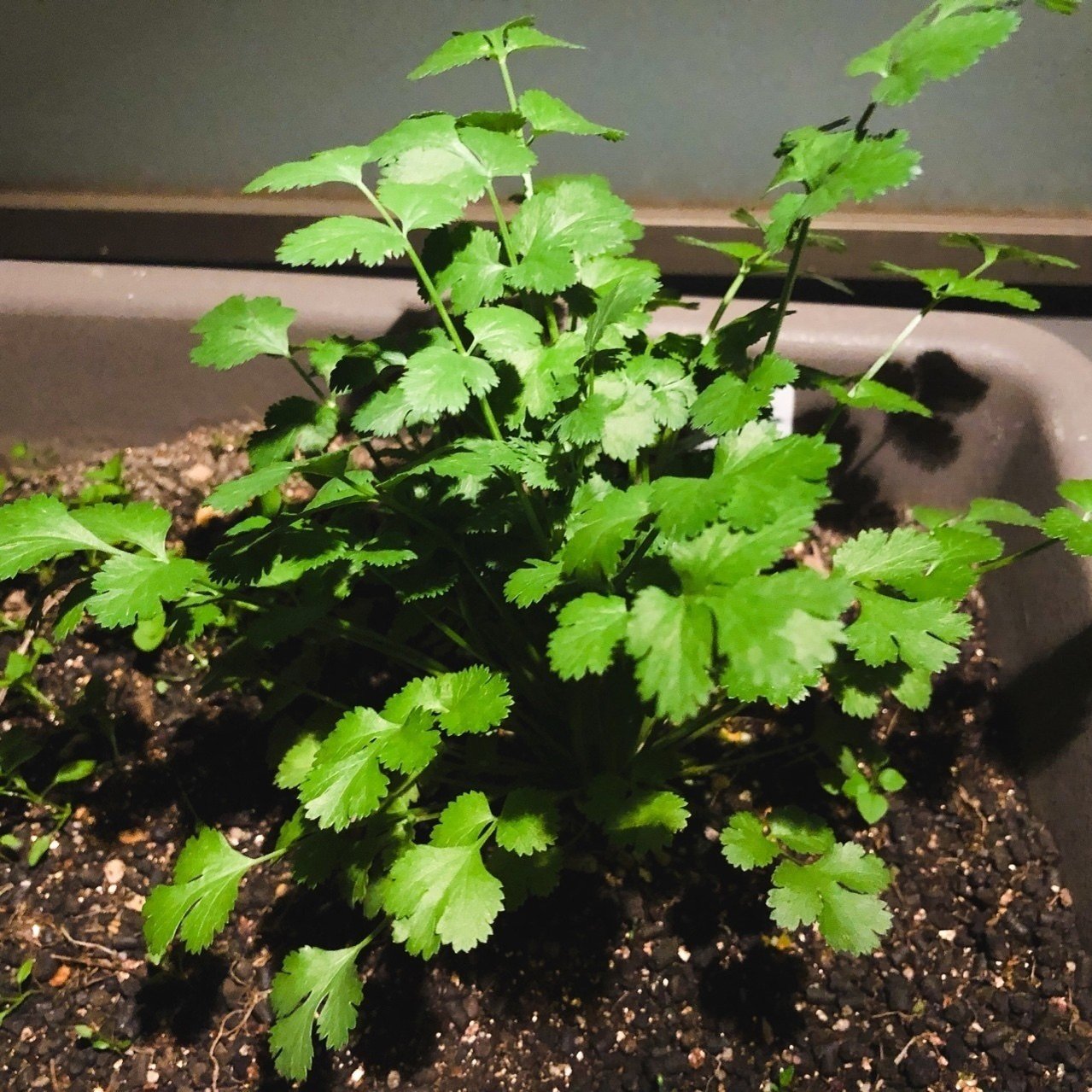 しおれてしまったパクチーを回復させてこ Kakkunpakkun Kp Note