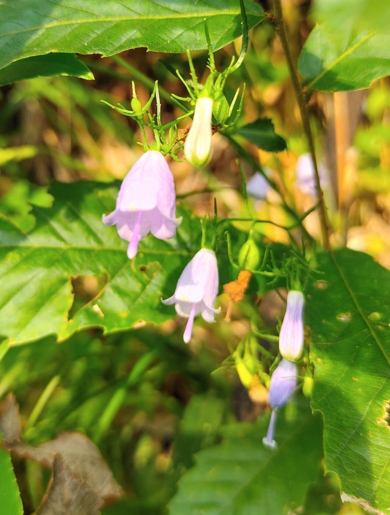 身近な秋の野草” ツリガネニンジン｜かえる