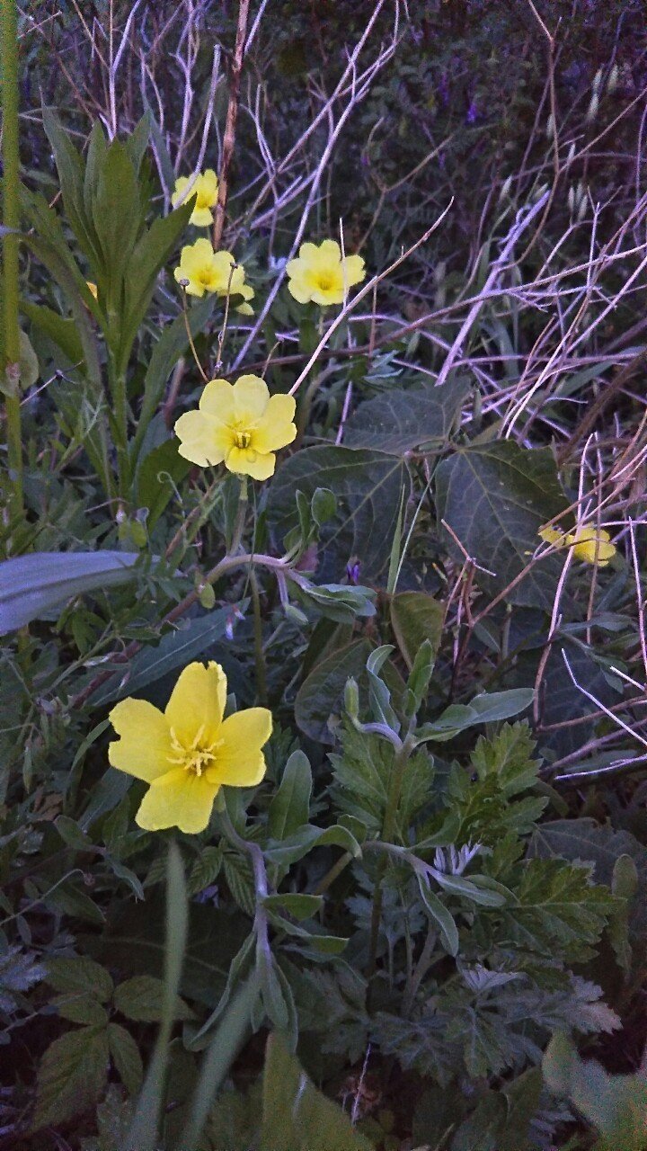 今日の花 マツヨイグサ 待宵草 ぱぴりお Note