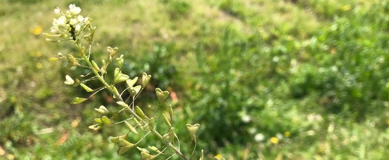 ぺんぺん草を知る シュフパパ 自分ができること Note