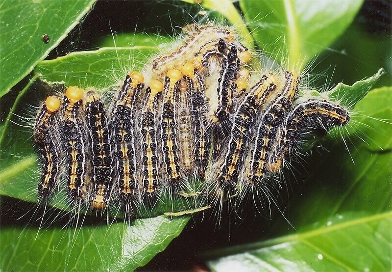 チャドクガ 修行僧一休 Note