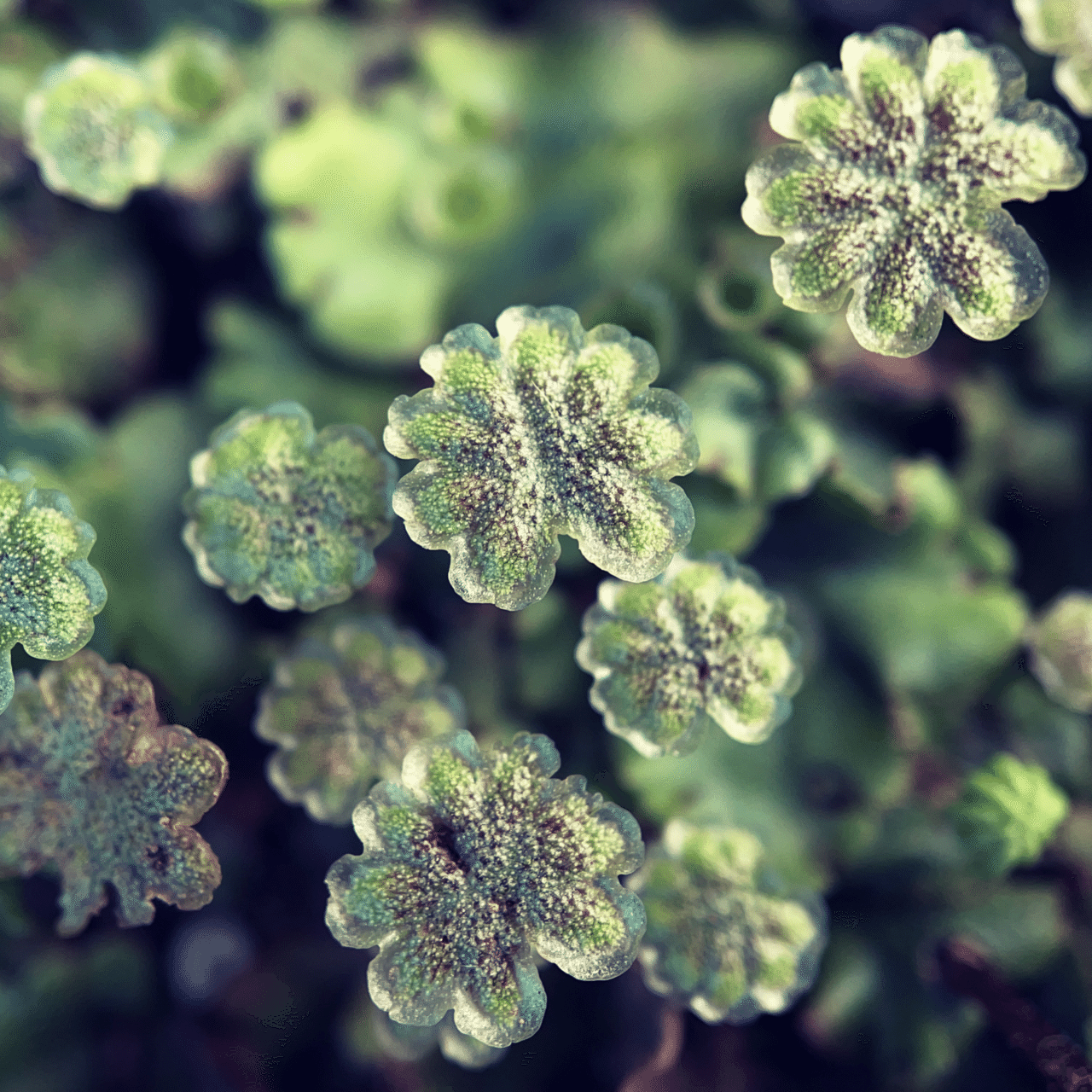 そのへんの3cm vol.707 スマホでマクロ千本ノック中 #ゼニゴケ 